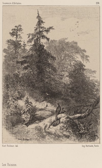 I Fagiani da Karl Bodmer