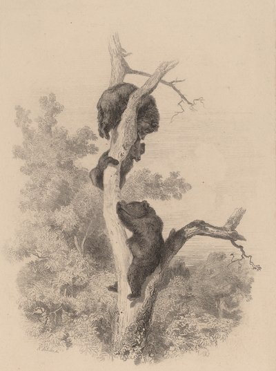 Gli orsi da Karl Bodmer