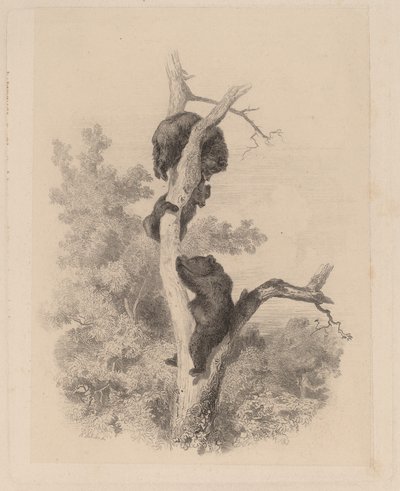 Gli orsi da Karl Bodmer