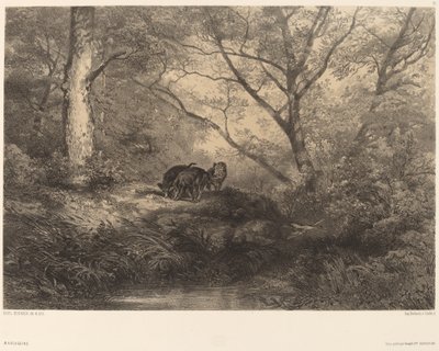 Marcassins da Karl Bodmer