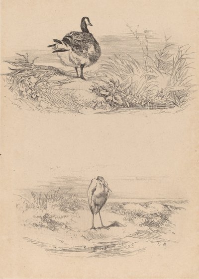 Oca, Airone da Karl Bodmer