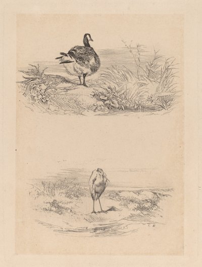 Oca, Airone da Karl Bodmer