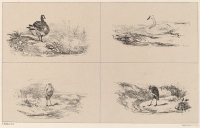 Oche, cigni, aironi da Karl Bodmer