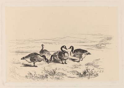 Oche bernacla da Karl Bodmer