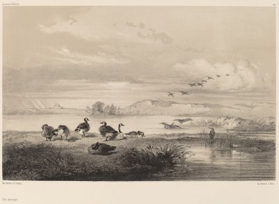 Oche selvatiche da Karl Bodmer
