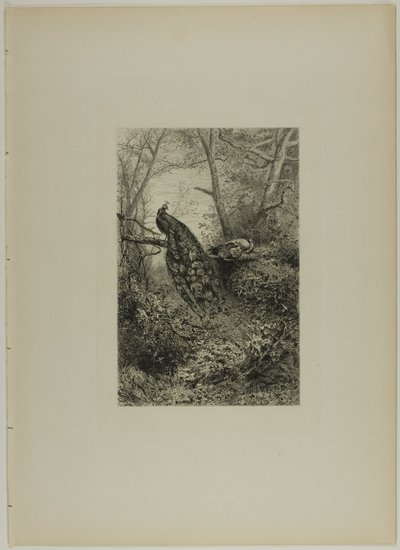 Pavoni su un ramo da Karl Bodmer
