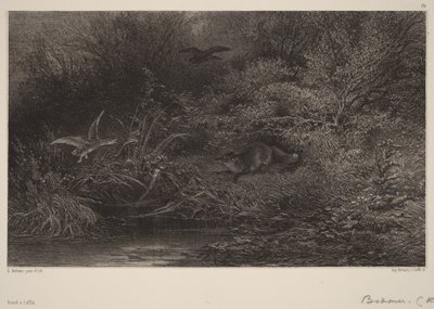 Volpe in agguato da Karl Bodmer