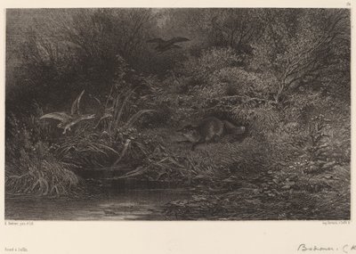 Renard in Agguato da Karl Bodmer