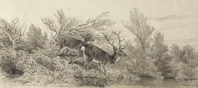 Cervo nel bosco da Karl Bodmer