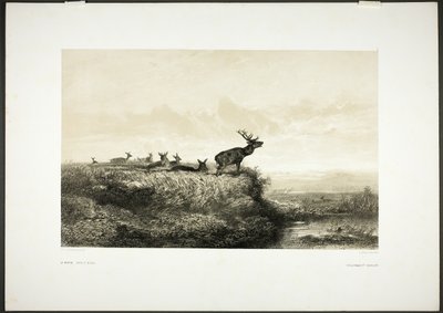 Il mattino: Cervi e cerbiatti da Karl Bodmer