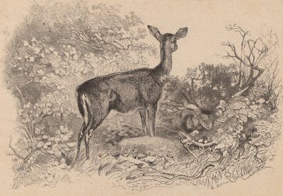 Una cerva da Karl Bodmer