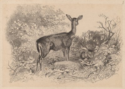 Una cerva da Karl Bodmer