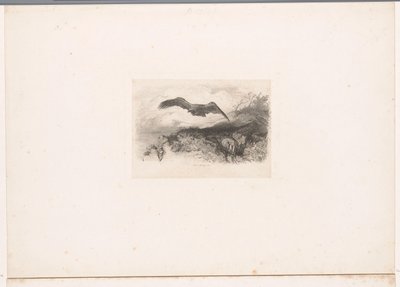 Aquila in volo da Karl Bodmer
