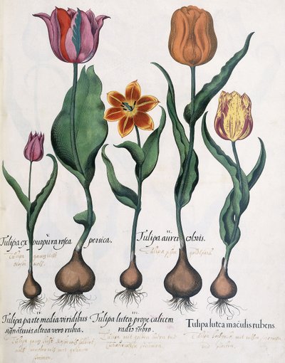 Tipi di tulipani da Karl Christian Wilhelm Baron