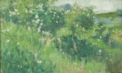 Cespugli di rosa canina in fiore sull