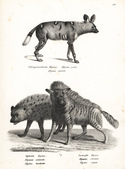 Cane selvatico africano, Lycaon pictus, in pericolo, iena maculata, Crocuta crocuta, e iena striata, Hyaena hyaena. Litografia di Karl Joseph Brodtmann dal libro di Heinrich Rudolf Schinz Storia naturale illustrata degli uomini e degli animali da Karl Joseph Brodtmann