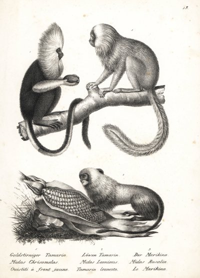 Uistitì dalla testa buffa, Callithrix flaviceps (in pericolo) 1, e tamarino leone dorato, Leontopithecus rosalia (in pericolo) 2,3. Litografia di Karl Joseph Brodtmann dal libro di Heinrich Rudolf Schinz Storia Naturale Illustrata degli Uomini e degli Anim da Karl Joseph Brodtmann