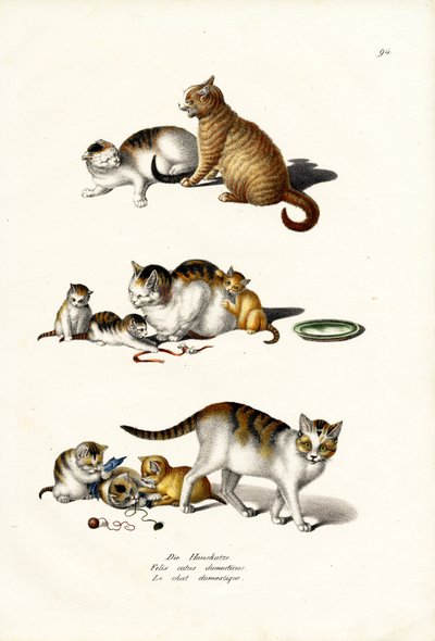 Gatti domestici, 1824 da Karl Joseph Brodtmann