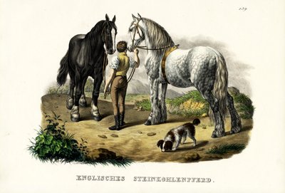 Cavallo inglese da miniera, 1824 da Karl Joseph Brodtmann