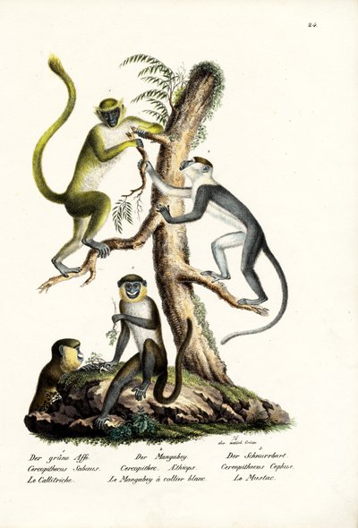 Scimmia Verde, 1824 da Karl Joseph Brodtmann
