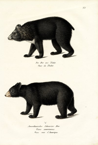 Orso Nero Himalayano, 1824 da Karl Joseph Brodtmann