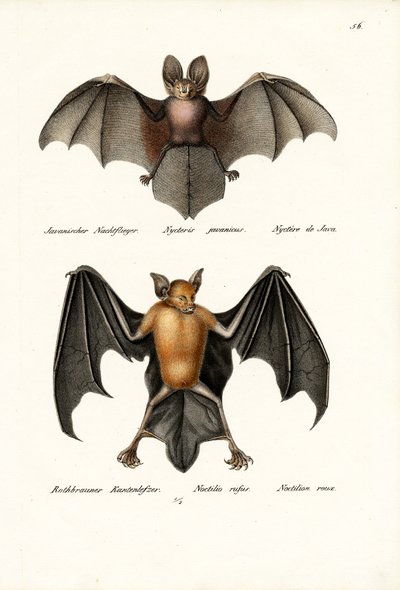 Pipistrello dal volto cavo, 1824 da Karl Joseph Brodtmann