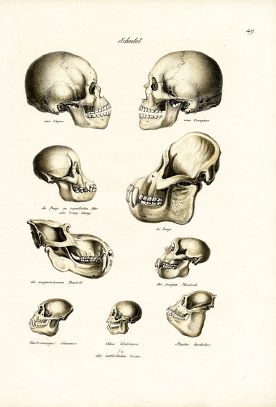Teschi umani, 1824 da Karl Joseph Brodtmann