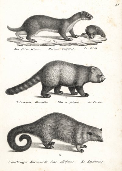 Donnola minore, Mustela nivalis 1, panda rosso, Ailurus fulgens 2, vulnerabile, e binturong, Arctictis binturong 3, vulnerabile. Litografia di Karl Joseph Brodtmann dal libro di Heinrich Rudolf Schinz Storia Naturale Illustrata degli Uomini e degli Animali da Karl Joseph Brodtmann