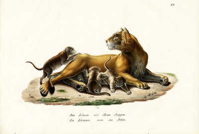Leonessa con cuccioli da Karl Joseph Brodtmann