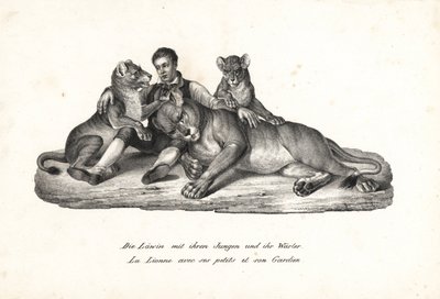 Leonessa e cuccioli con addestratore, Panthera leo. Litografia di Karl Joseph Brodtmann dal libro di Heinrich Rudolf Schinz Storia Naturale Illustrata degli Uomini e degli Animali da Karl Joseph Brodtmann