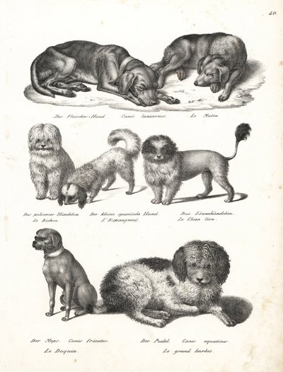 Levriero o cane da mattino, Canis laniarius, Bichon, cane spagnolo, Chow Chow, cane carlino, Canis fricator, e barboncino o cane da caccia acquatico, Canis aquaticus. Litografia di Karl Joseph Brodtmann dal libro di Heinrich Rudolf Schinz Storia Naturale I da Karl Joseph Brodtmann