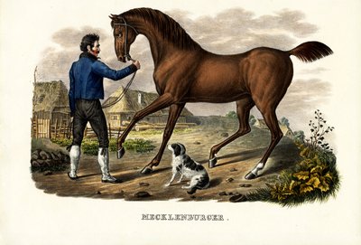 Cavallo Mecklenburger da Karl Joseph Brodtmann
