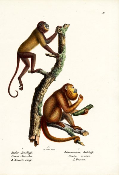 Scimmie urlatrici rosse, 1824 da Karl Joseph Brodtmann