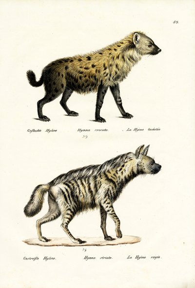 Iena maculata, 1824 da Karl Joseph Brodtmann