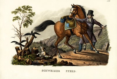 Cavallo svizzero, 1824 da Karl Joseph Brodtmann