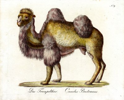  da Karl Joseph Brodtmann