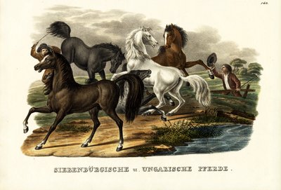 Cavalli transilvani e ungheresi, 1824 da Karl Joseph Brodtmann