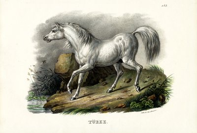 Cavallo turco da Karl Joseph Brodtmann
