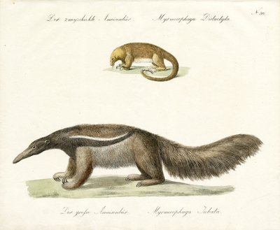  da Karl Joseph Brodtmann