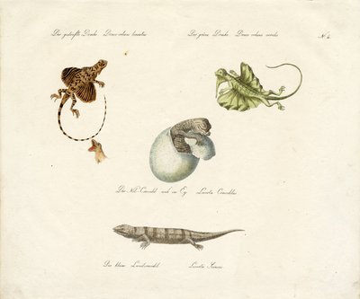 Varie specie di lucertole (stampa) da Karl Joseph Brodtmann