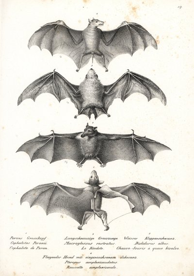 Pipistrello della frutta senza schiena occidentale, Dobsonia peronii 1, pipistrello nettarino dalla lingua lunga, Macroglossus minimus 2, pipistrello fantasma settentrionale, Diclidurus albus 3, e rousette di Geoffroy, Rousettus amplexicaudatus 4. Litograf da Karl Joseph Brodtmann