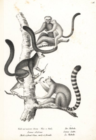 Lemure dalla testa bianca, Eulemur albifrons, maschio e femmina, in pericolo 1, e lemure dalla coda ad anelli, Lemur catta, in pericolo 2. Litografia di Karl Joseph Brodtmann dal libro di Heinrich Rudolf Schinz Storia Naturale Illustrata degli Uomini e deg da Karl Joseph Brodtmann
