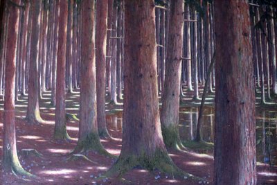 Foresta di abeti da Karl Lambrecht