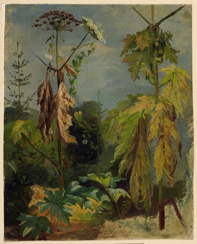 Studio di cicuta da Karl Ludwig Seeger