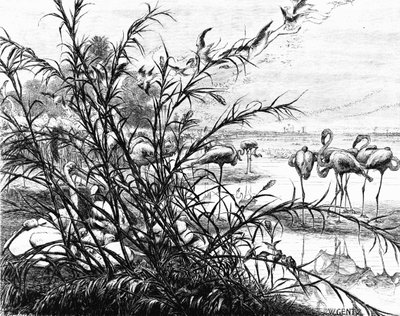 Un parlamento di uccelli sul lago Menaleh da Karl Wilhelm Gentz