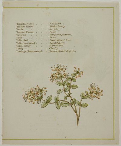 Valeriana attraverso Volkamenia, da Il linguaggio illuminato dei fiori da Kate Greenaway