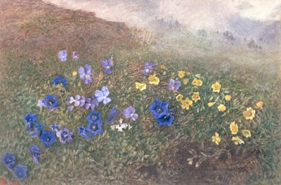 Fiori di montagna primaverili, 1896 da Kate fl.1873 96 Goodwin