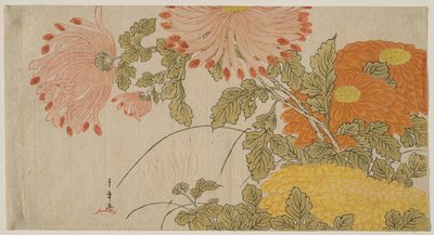 Crisantemi, c.1780 da Katsukawa Shunsho