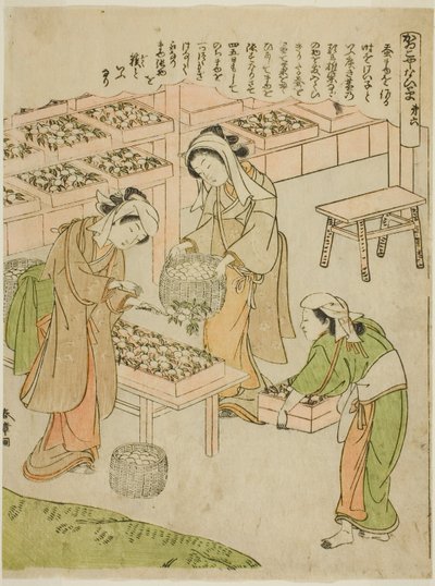 Tavola 6 (Esaminando i bozzoli appena filati), dalla serie "Kaiko Yashinai-gusa" da Katsukawa Shunsho