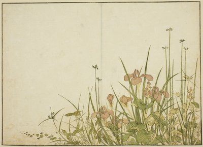 Fiori Estivi: Iris e Piantaggine d